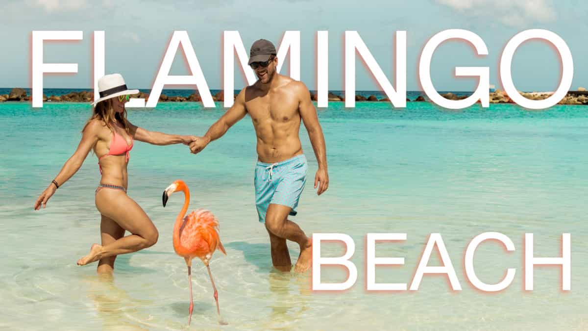 Flamingo Beach In Aruba The Ultimate Travel Guide Roamaroo